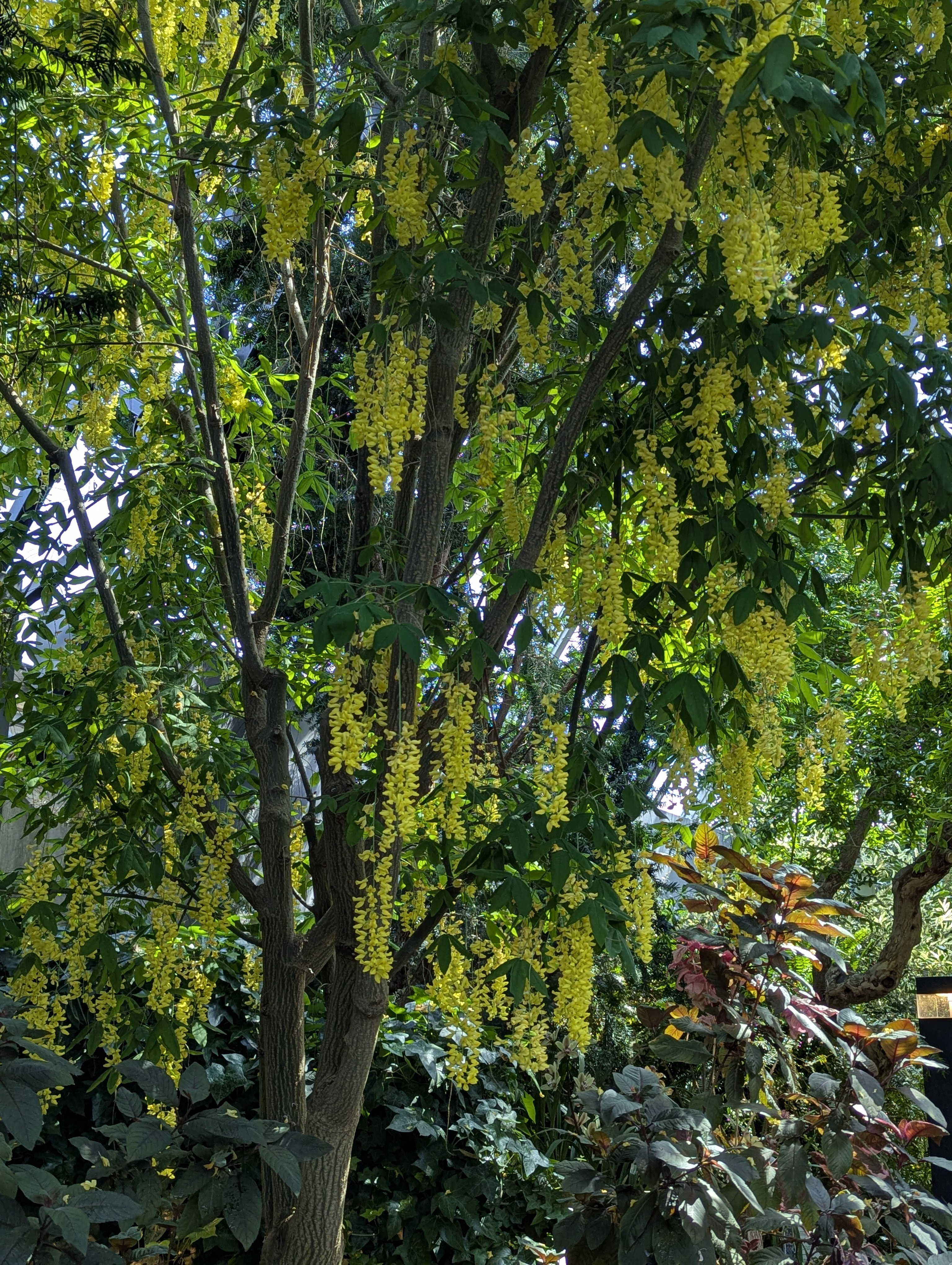 Birthday Trip to Canada, Edmonton, Pyramids, Muttart Observatory